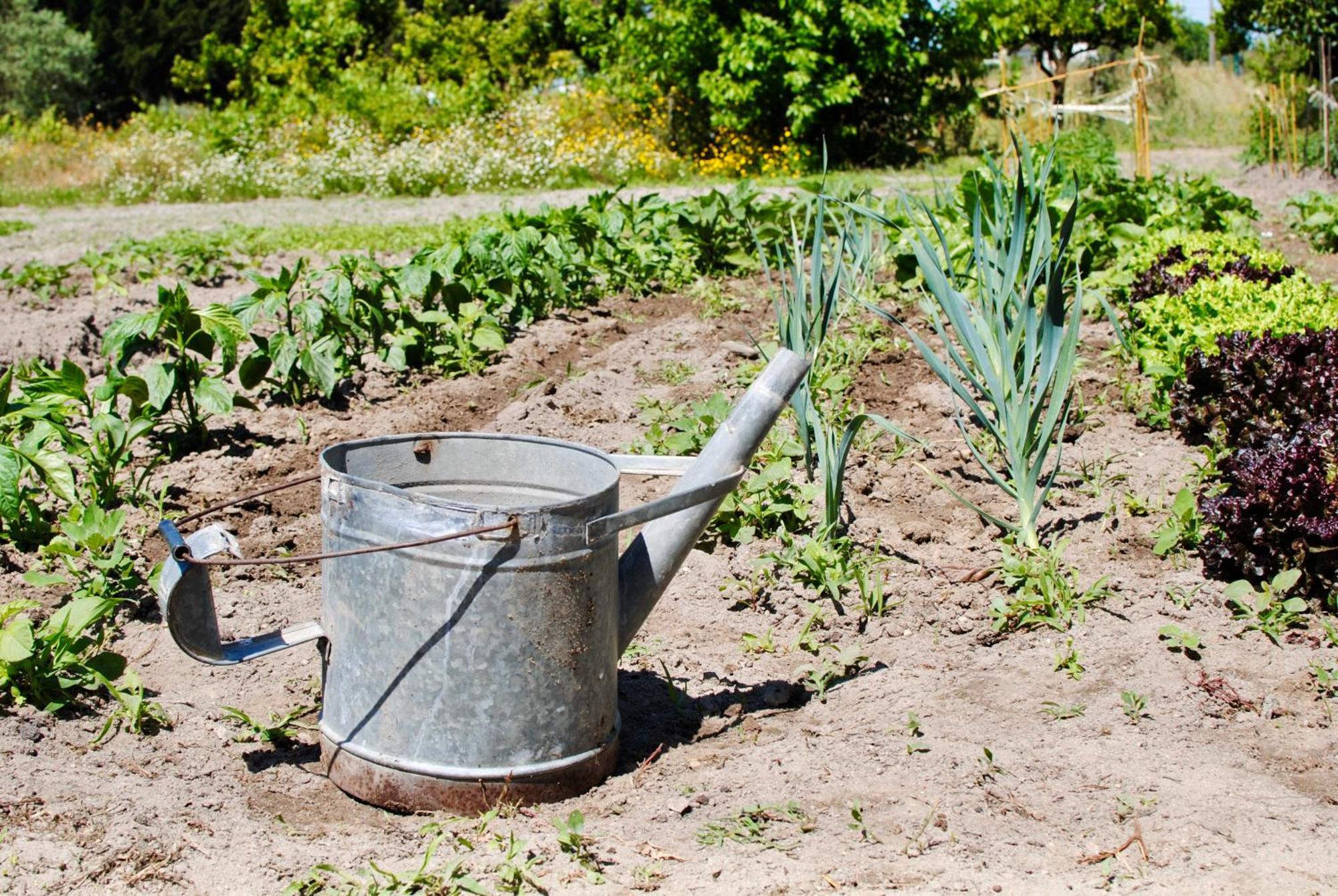 Chitaka'S Organic Farmhouse In Ribatejo 산토에스테베오 외부 사진