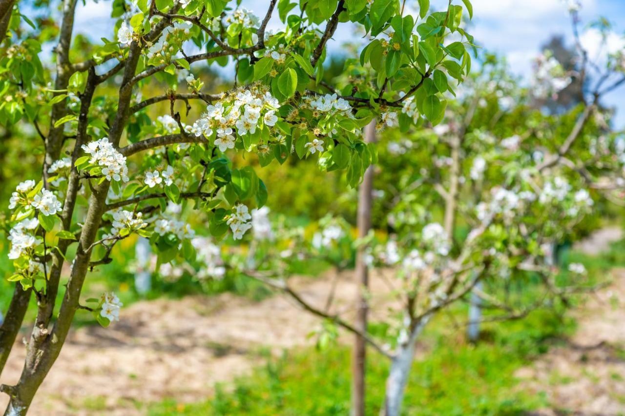 Chitaka'S Organic Farmhouse In Ribatejo 산토에스테베오 외부 사진
