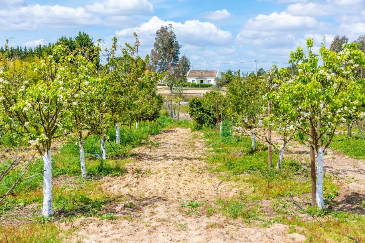Chitaka'S Organic Farmhouse In Ribatejo 산토에스테베오 외부 사진